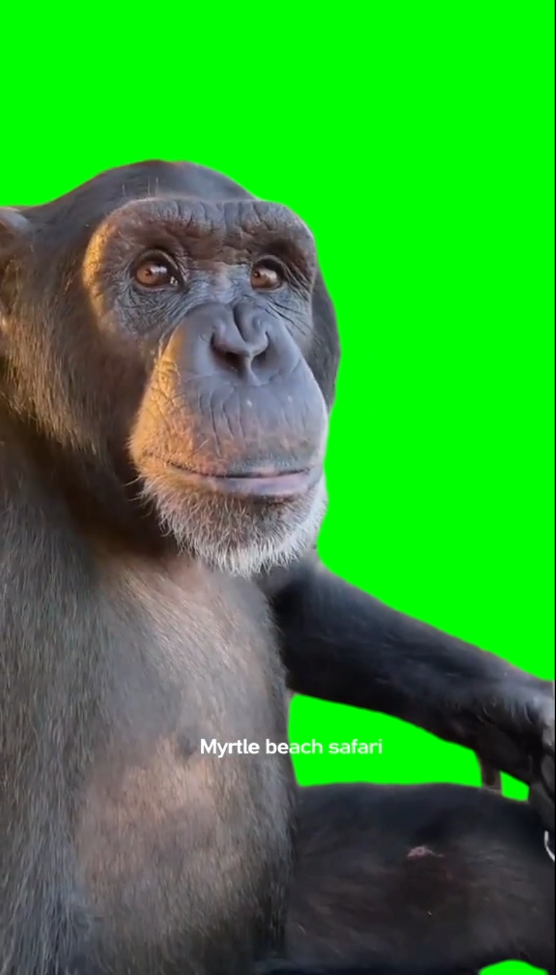 Monkey Vibin (Green Screen)
