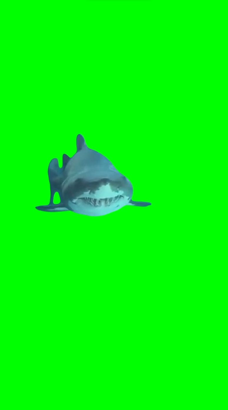 The real Bruce from Finding Nemo (Green Screen)