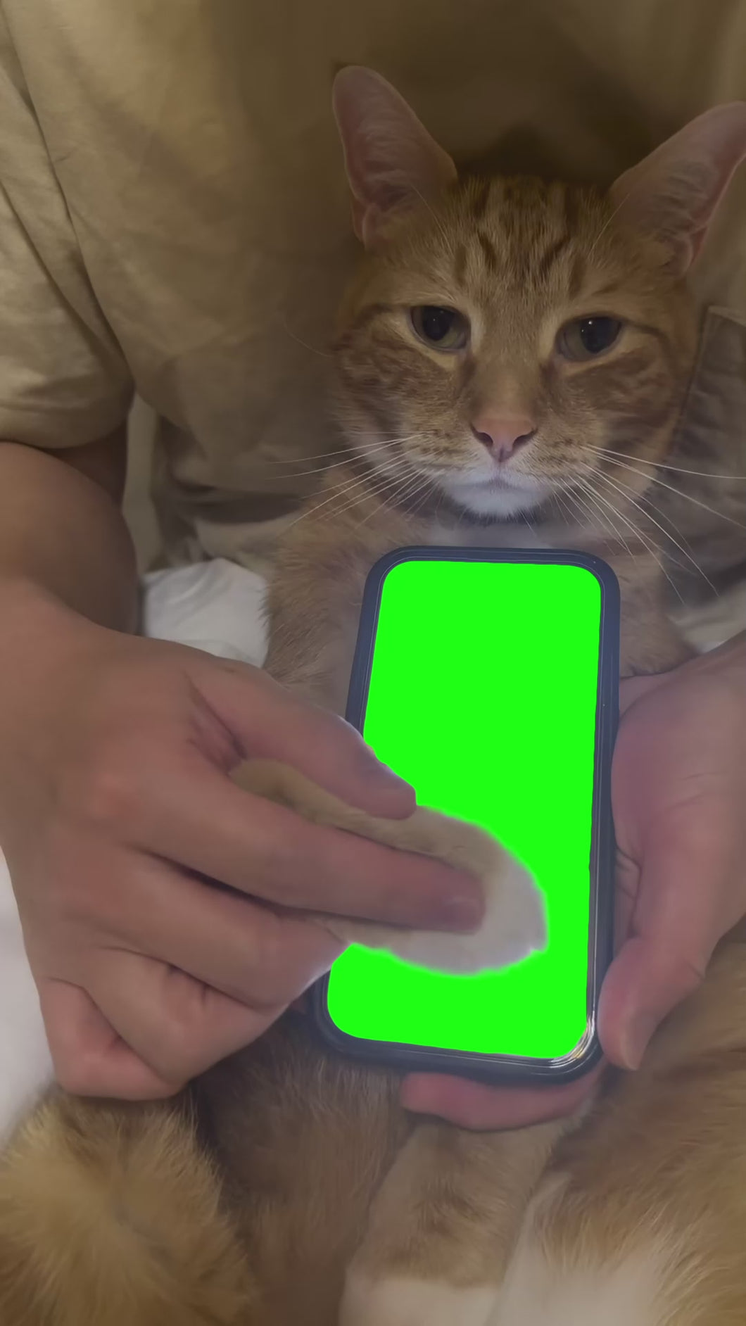 Cat Opening Pokémon Cards meme (Green Screen)