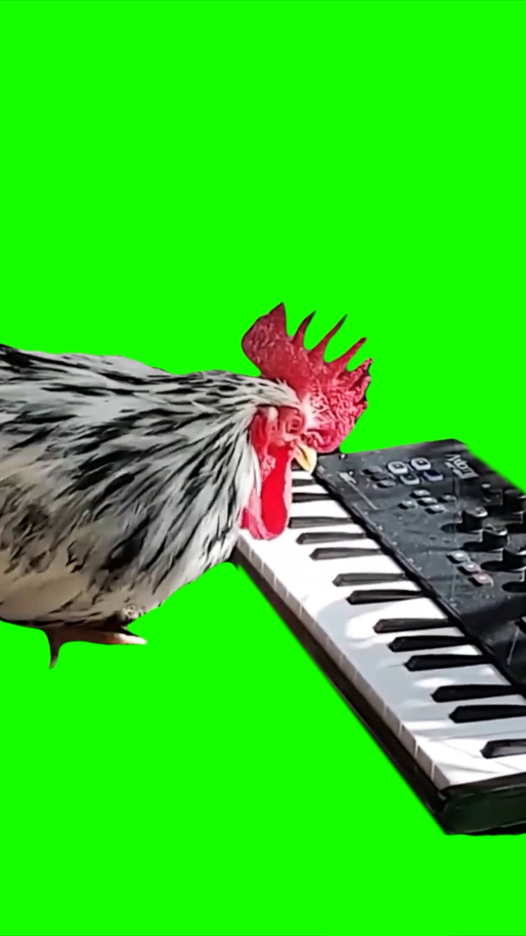 Chicken Playing The Piano (Green Screen)