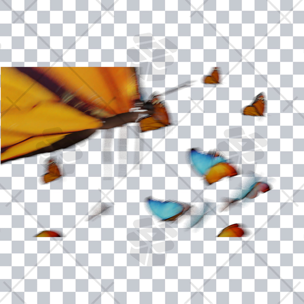 Butterfly Transition